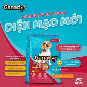 Ganador chó lớn vị bò 3kg