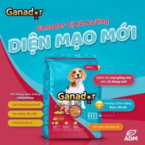 Ganador chó lớn vị bò 3kg